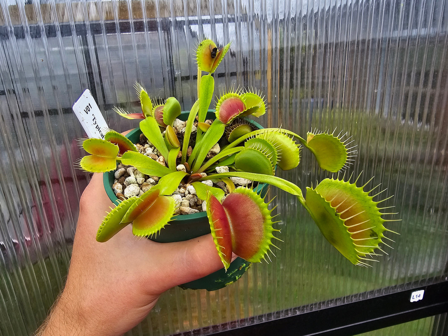 Dionaea muscipula 'Typical'