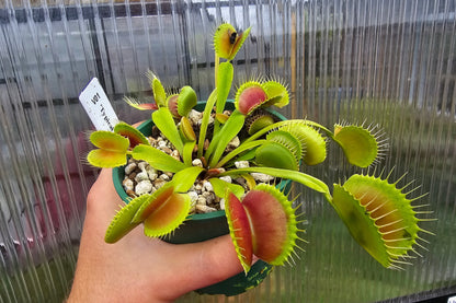 Dionaea muscipula 'Typical' - Venus Fly Trap