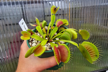 Dionaea muscipula "Our Best Typical Clone" - Venus Fly Trap