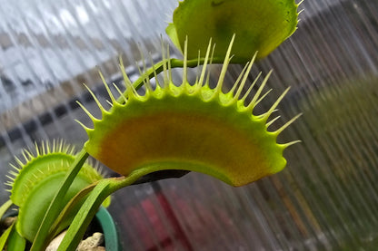 Dionaea muscipula "Our Best Typical Clone" - Venus Fly Trap