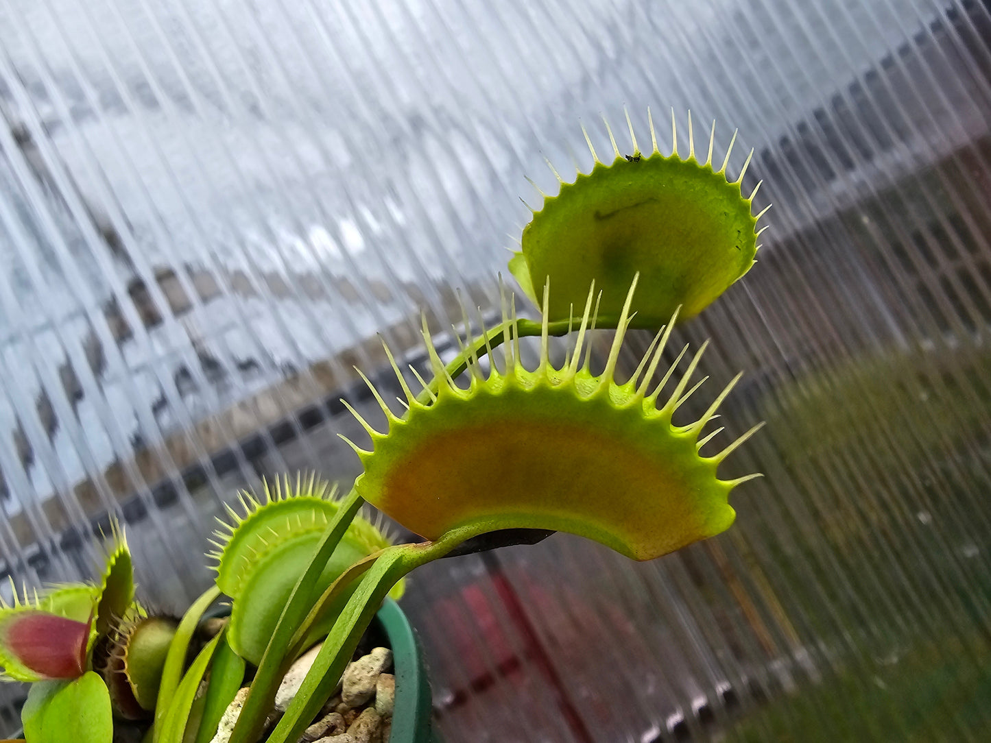 Dionaea muscipula 'Typical'