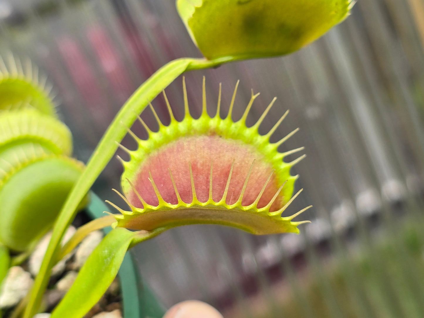 Dionaea muscipula 'Typical'