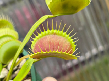 Dionaea muscipula 'Typical'