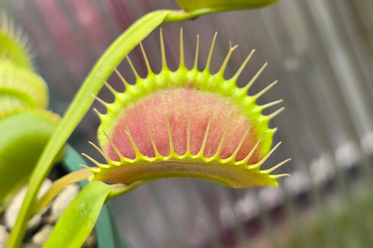 SEED - Dionaea muscipula 'Typical' - Venus Fly Trap - 20+ Per Packet