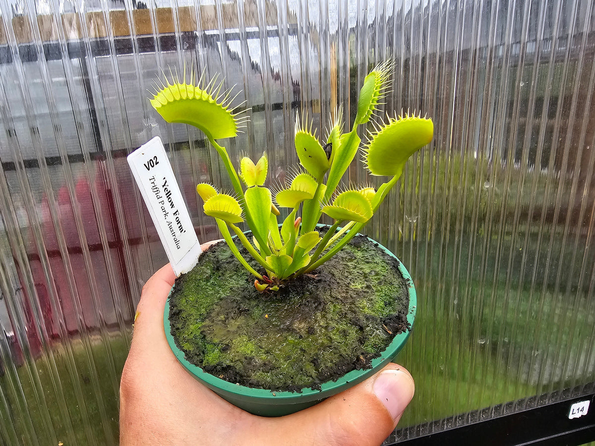 Dionaea muscipula 'Yellow Form' - Venus Fly Trap