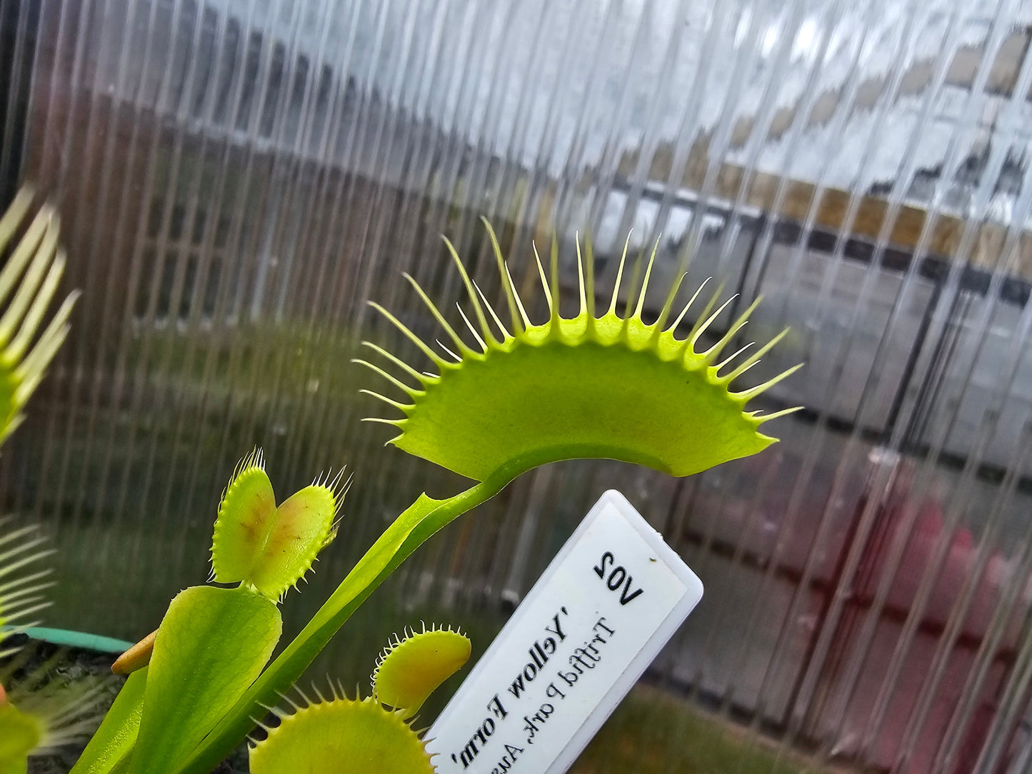 Dionaea muscipula 'Yellow Form'