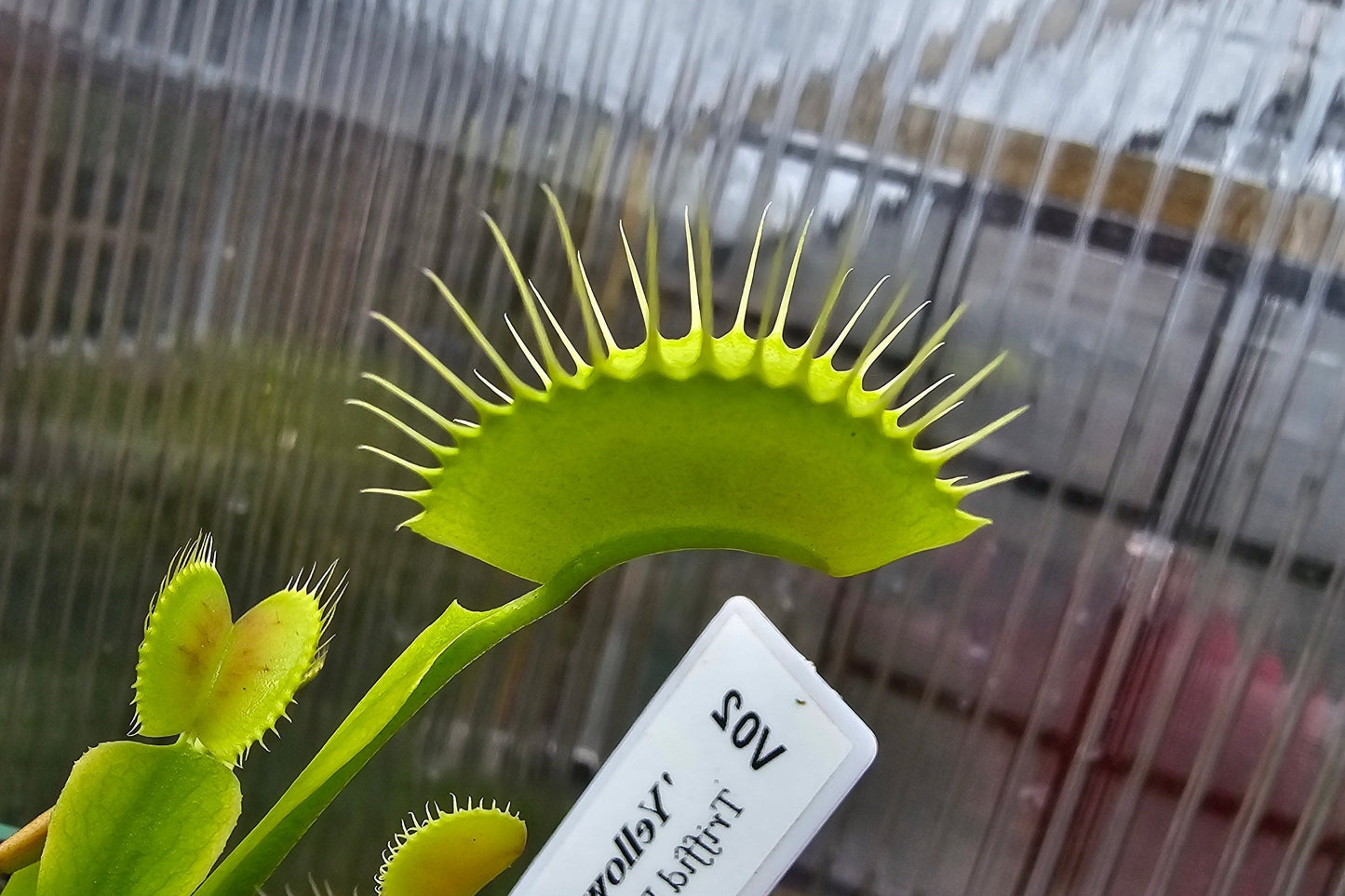 Dionaea muscipula 'Yellow Form' - Venus Fly Trap