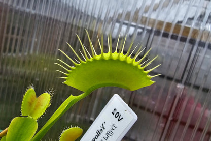 Dionaea muscipula 'Yellow Form' - Venus Fly Trap