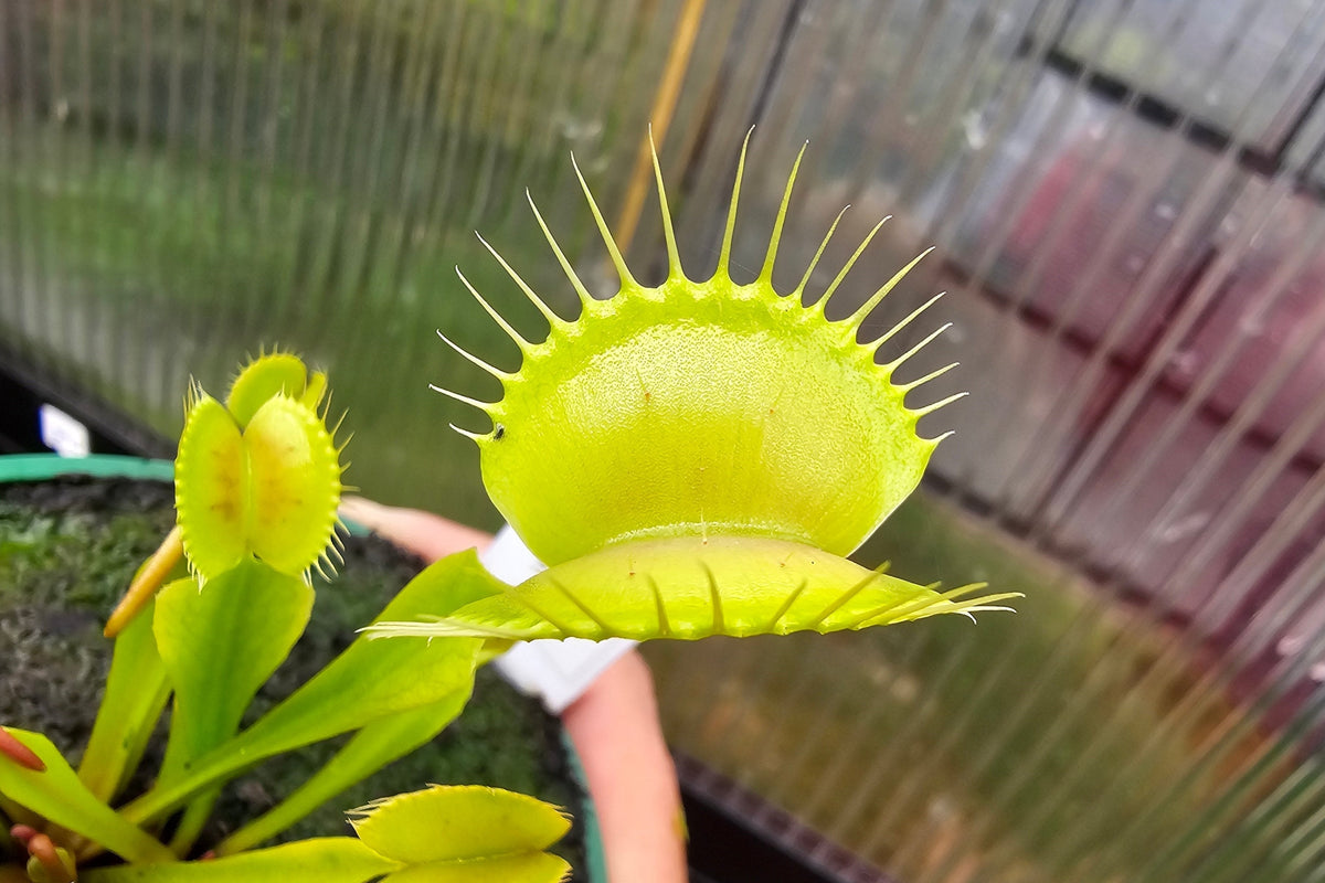 Dionaea muscipula 'Yellow Form' - Venus Fly Trap