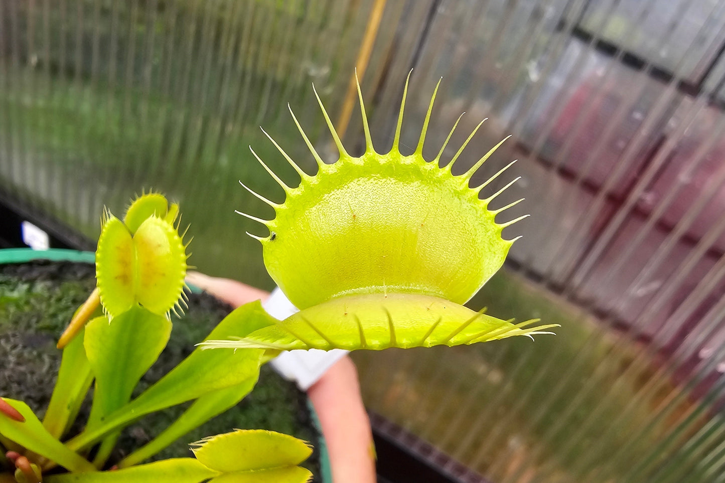 Dionaea muscipula 'Yellow Form' - Venus Fly Trap
