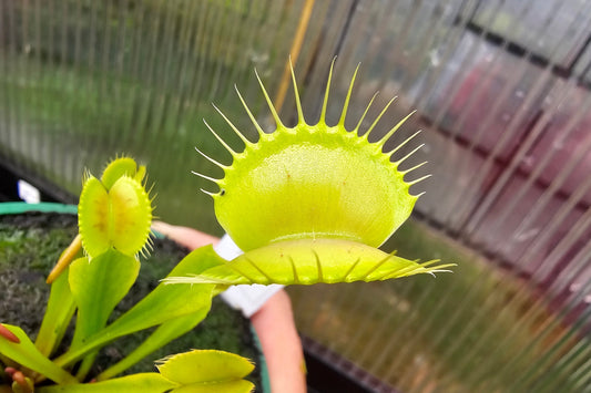 Dionaea muscipula 'Yellow Form' - Venus Fly Trap