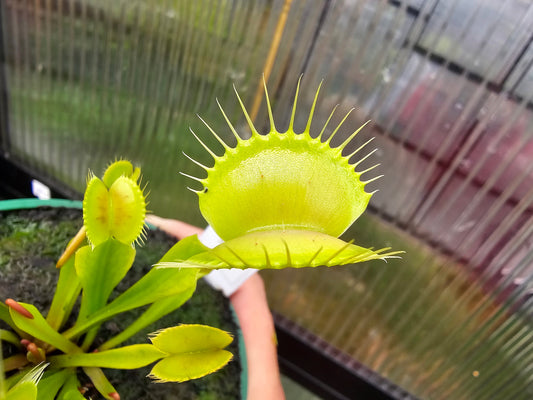 Dionaea muscipula 'Yellow Form'