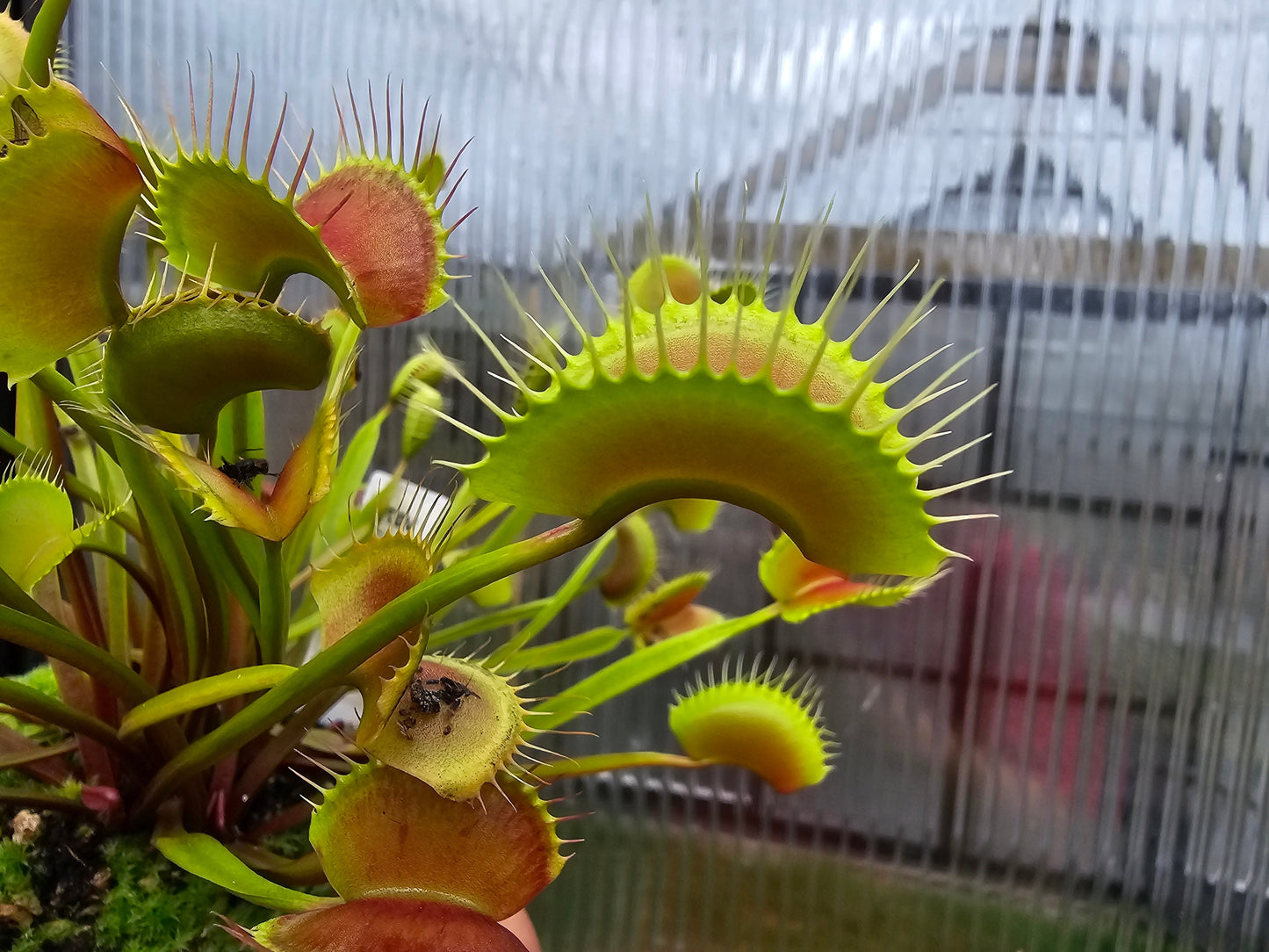 Dionaea muscipula 'Miss Frizzles' x 'Royal Red' Clone 1