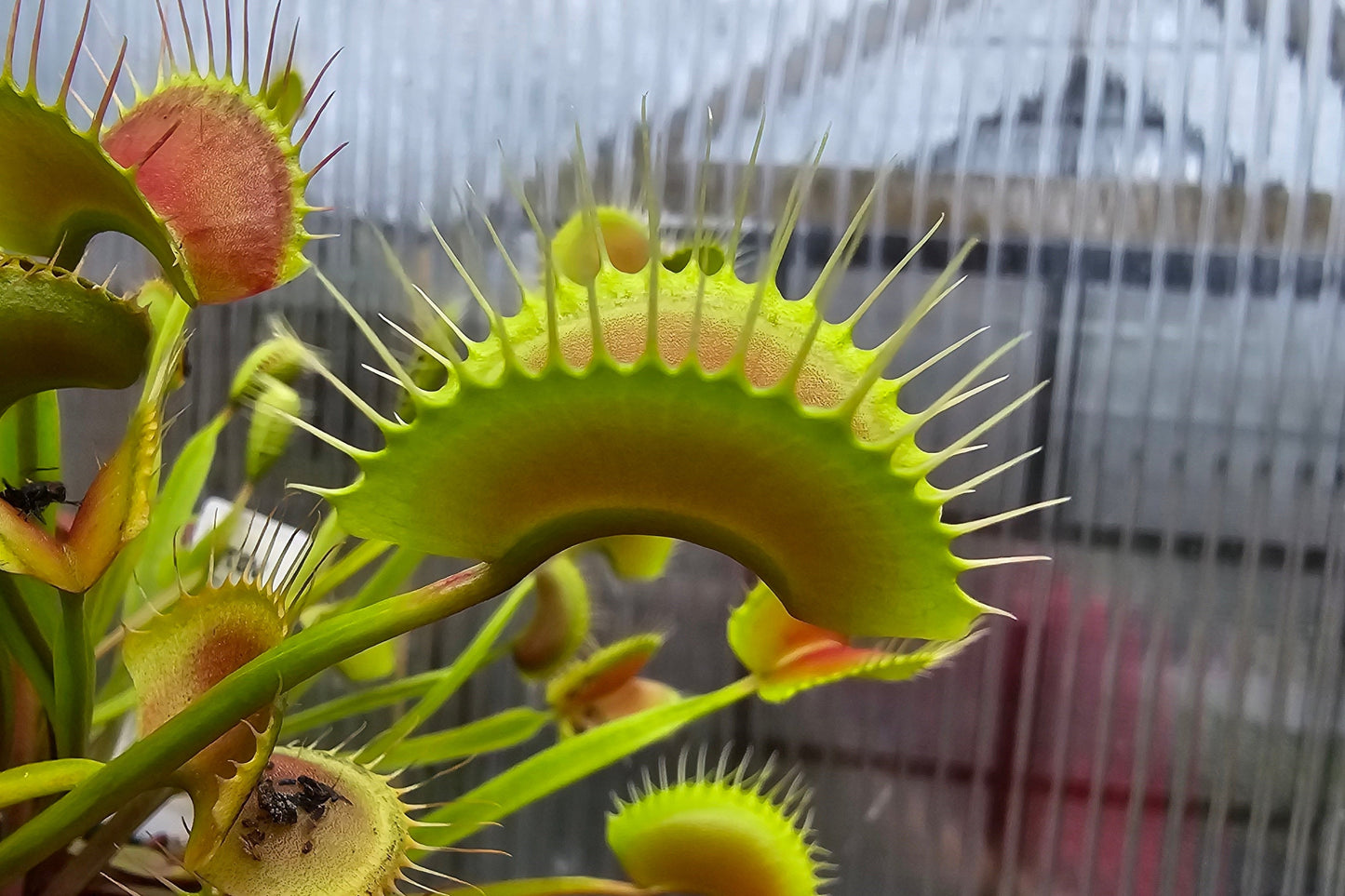 Dionaea muscipula 'Miss Frizzles' x 'Royal Red' Clone 1