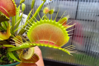 Dionaea muscipula 'Miss Frizzles' x 'Royal Red' Clone 1