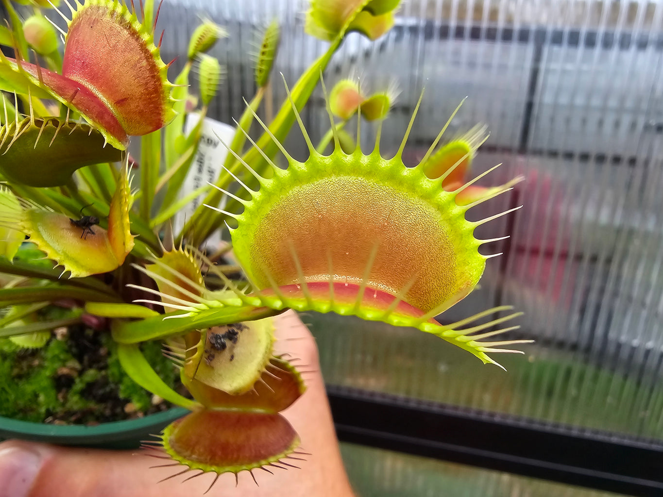 Dionaea muscipula 'Miss Frizzles' x 'Royal Red' Clone 1