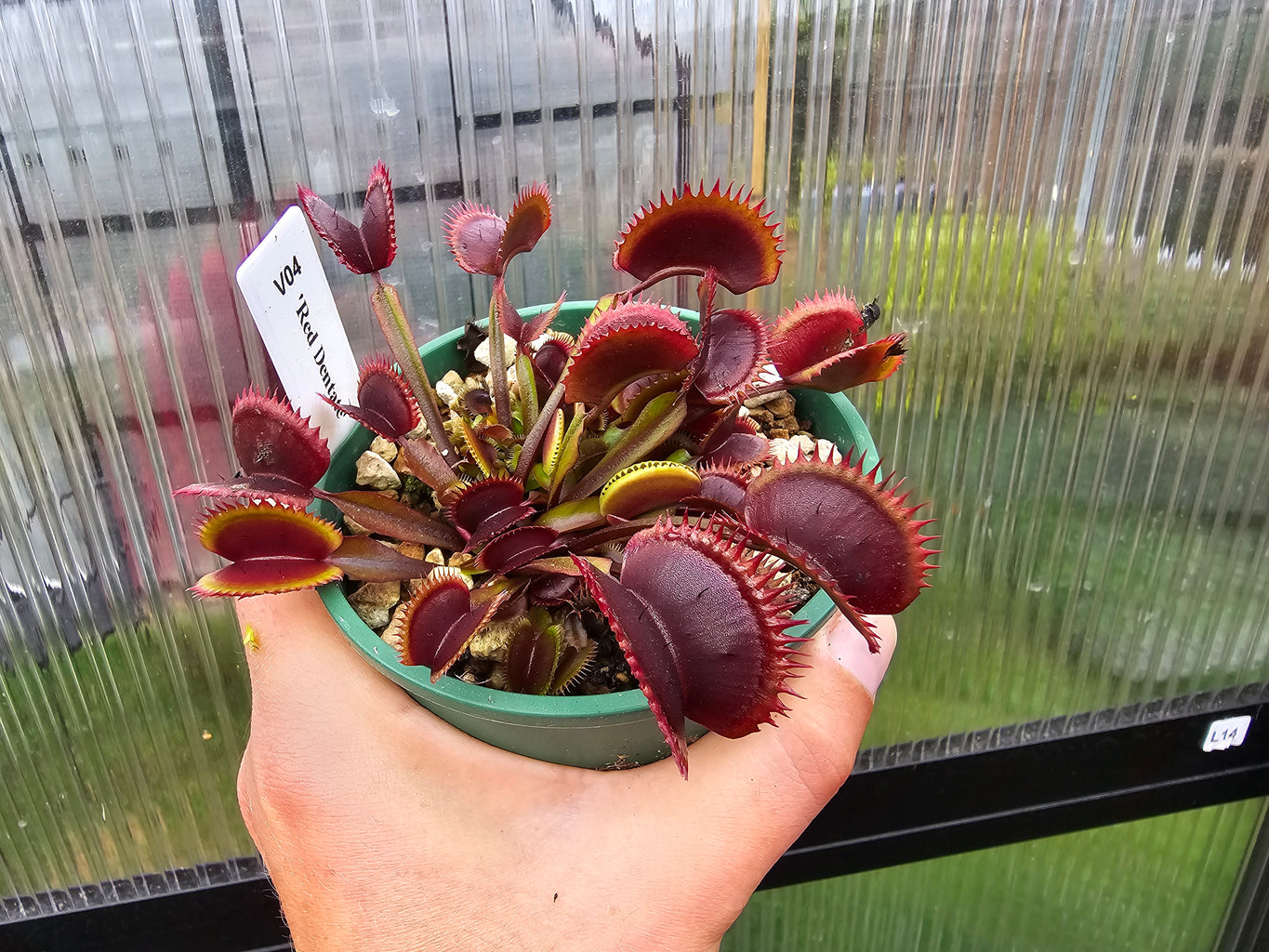 Dionaea muscipula 'Red Dentate' - Venus Fly Trap