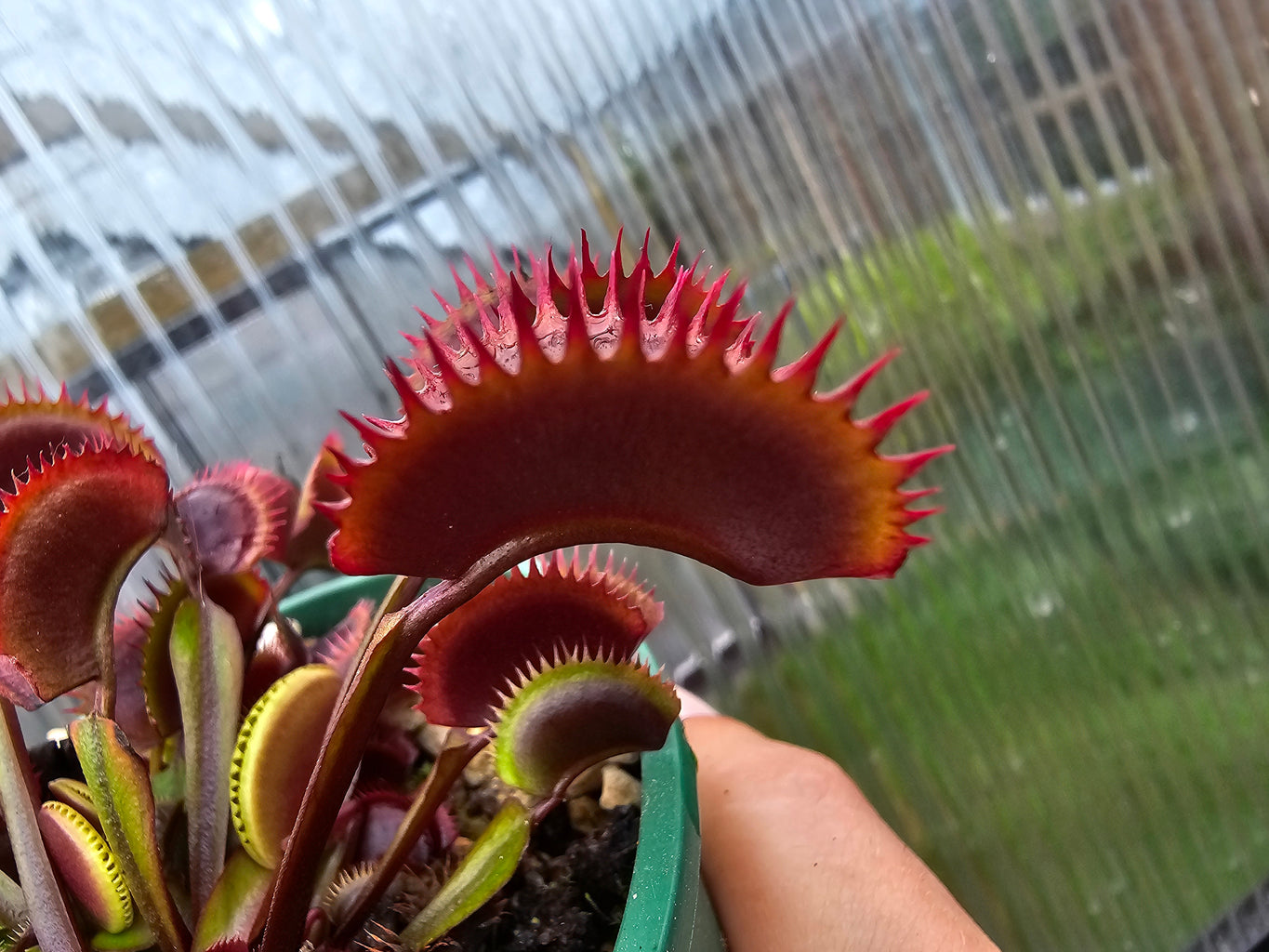 Dionaea muscipula 'Red Dentate' - Venus Fly Trap