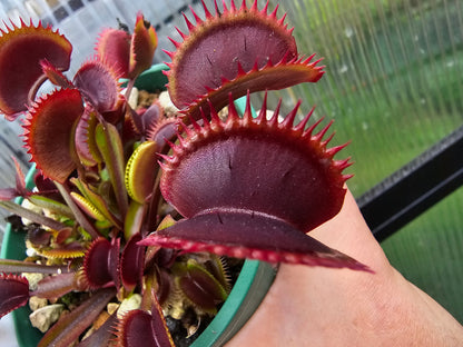 Dionaea muscipula 'Red Dentate' - Venus Fly Trap