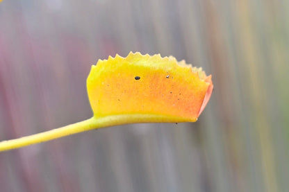 Dionaea muscipula 'Korean Melody Shark' - Venus Fly Trap