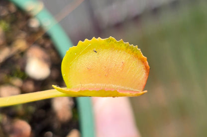 Dionaea muscipula 'Korean Melody Shark' - Venus Fly Trap