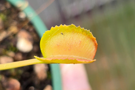 Dionaea muscipula 'Korean Melody Shark' - Venus Fly Trap