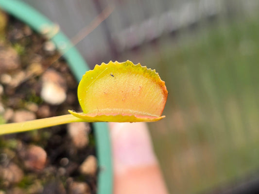 Dionaea muscipula  'Korean Melody Shark'