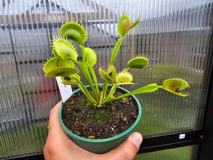 Dionaea muscipula 'Jaws'