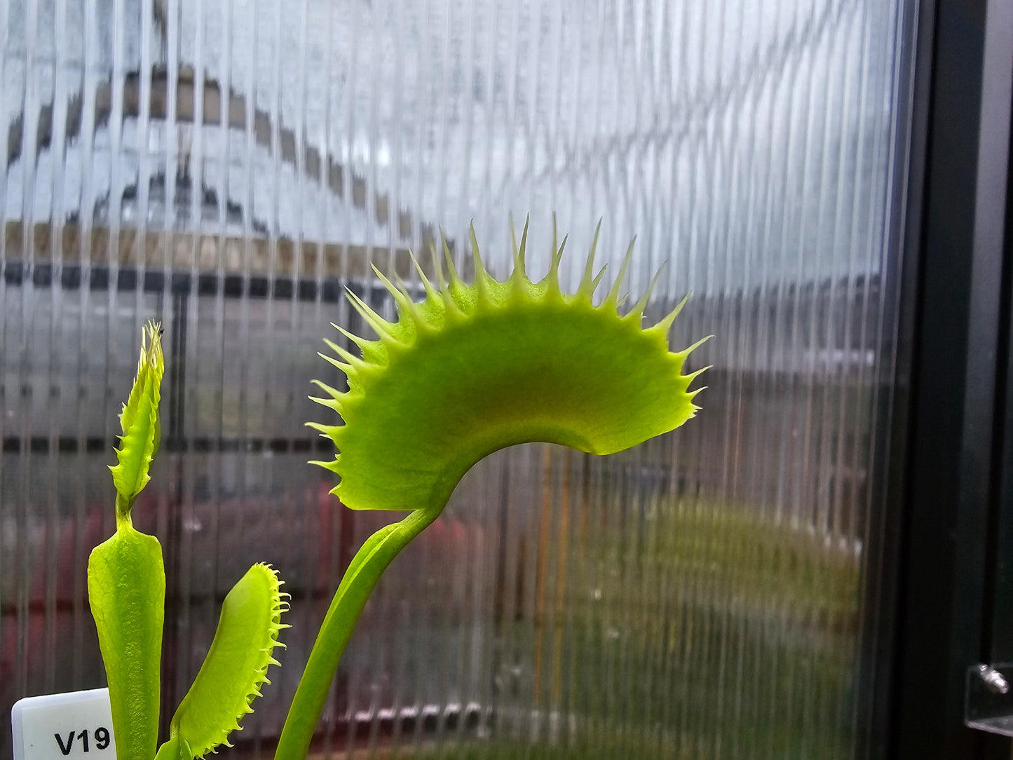 Dionaea muscipula 'Jaws'