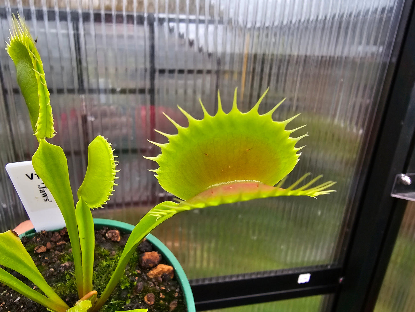 Dionaea muscipula 'Jaws'