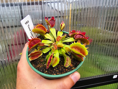 Dionaea muscipula 'Fused Tooth' - Venus Fly Trap