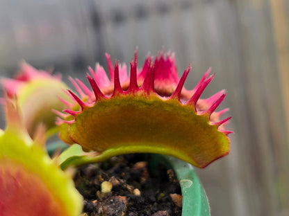 Dionaea muscipula 'Fused Tooth' - Venus Fly Trap