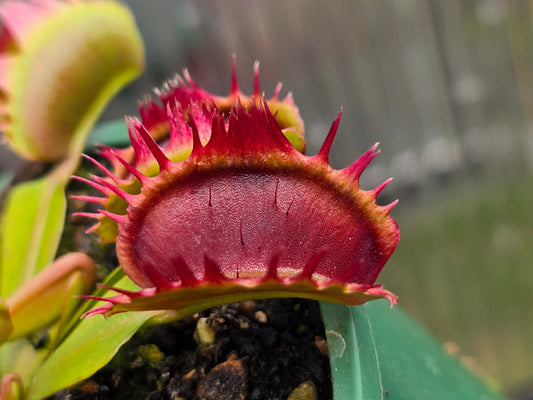 Dionaea muscipula 'Fused Tooth' - Venus Fly Trap