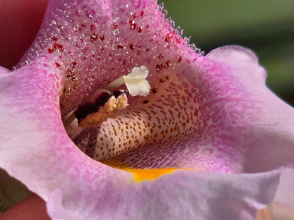 Proboscidea Louisianica - Devil's Claw