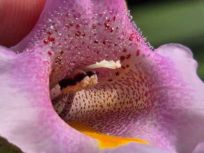 Proboscidea Louisianica - Devil's Claw