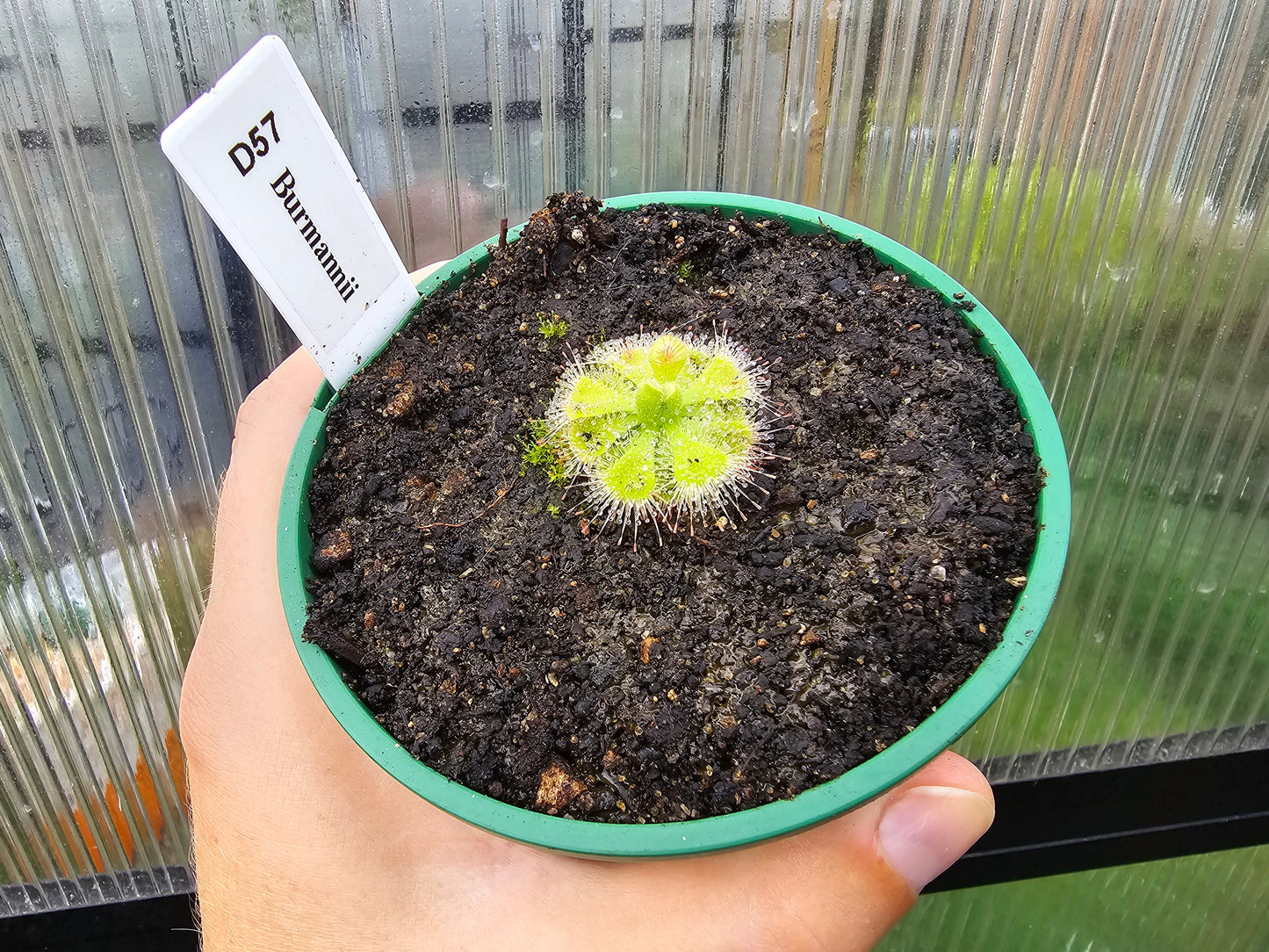 Drosera burmanii (Tin Can Bay, AU)