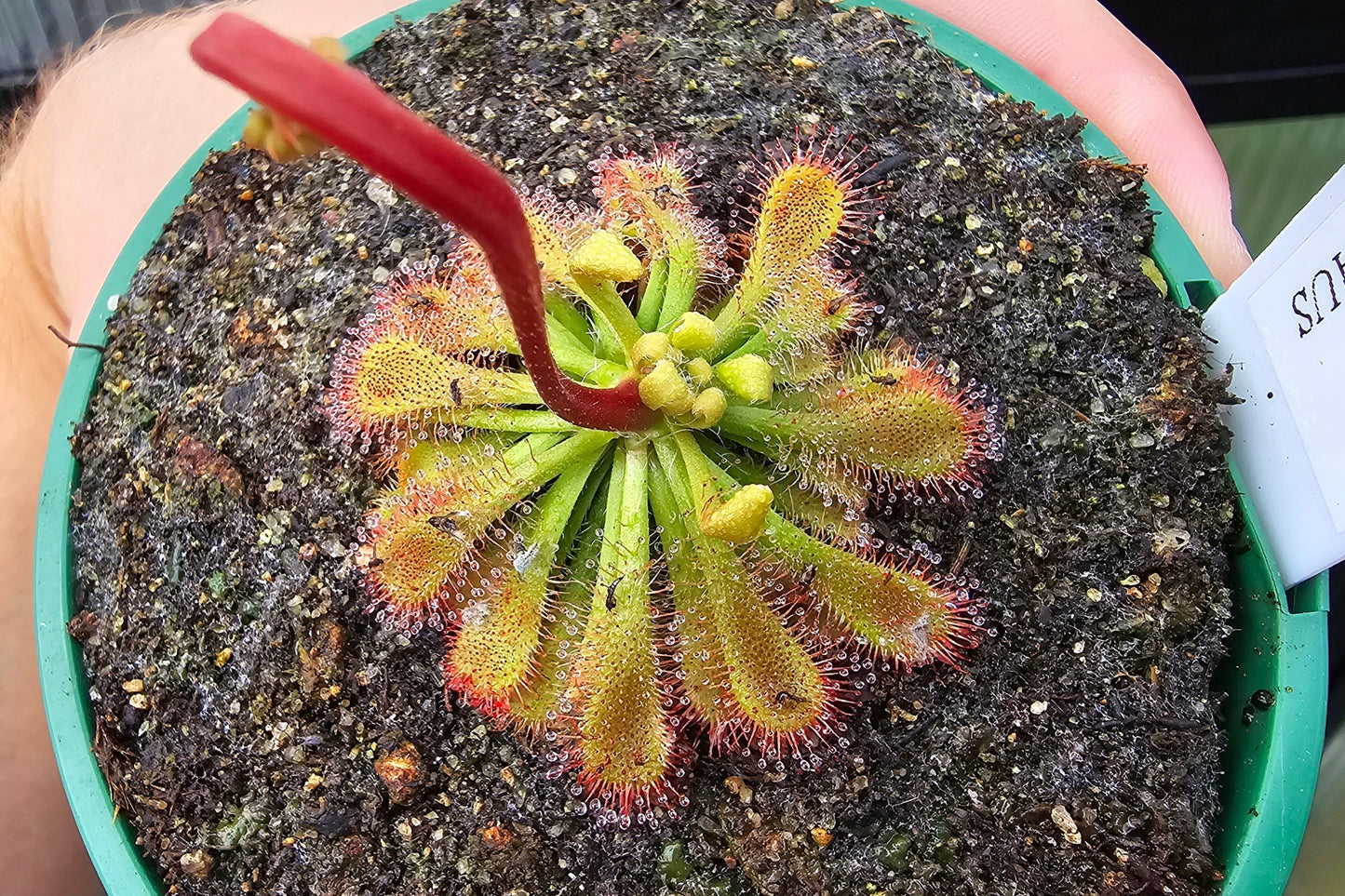 Drosera spatulata var. spatulata (Jardine River, Cape York Peninsula, North Queensland, Australia) -  Spatula Sundew