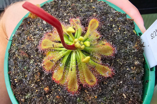 Drosera spatulata var. spatulata (Jardine River, Cape York Peninsula, North Queensland, Australia) -  Spatula Sundew