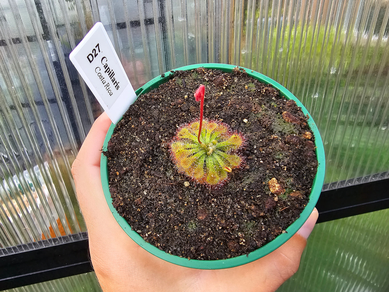 Drosera capillaris (Costa Rica)