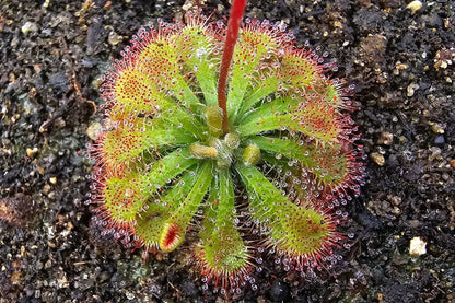 SEED - Drosera capillaris (Costa Rica) - The Pink Sundew - 15+ Per Packet