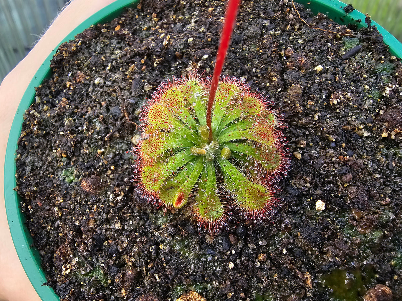 Drosera capillaris (Costa Rica)