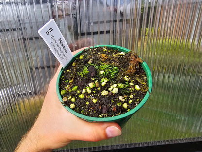 Utricularia dichotoma (Harewood, Christchurch, NZ) - Terrestrial Fairy Aprons Bladderwort