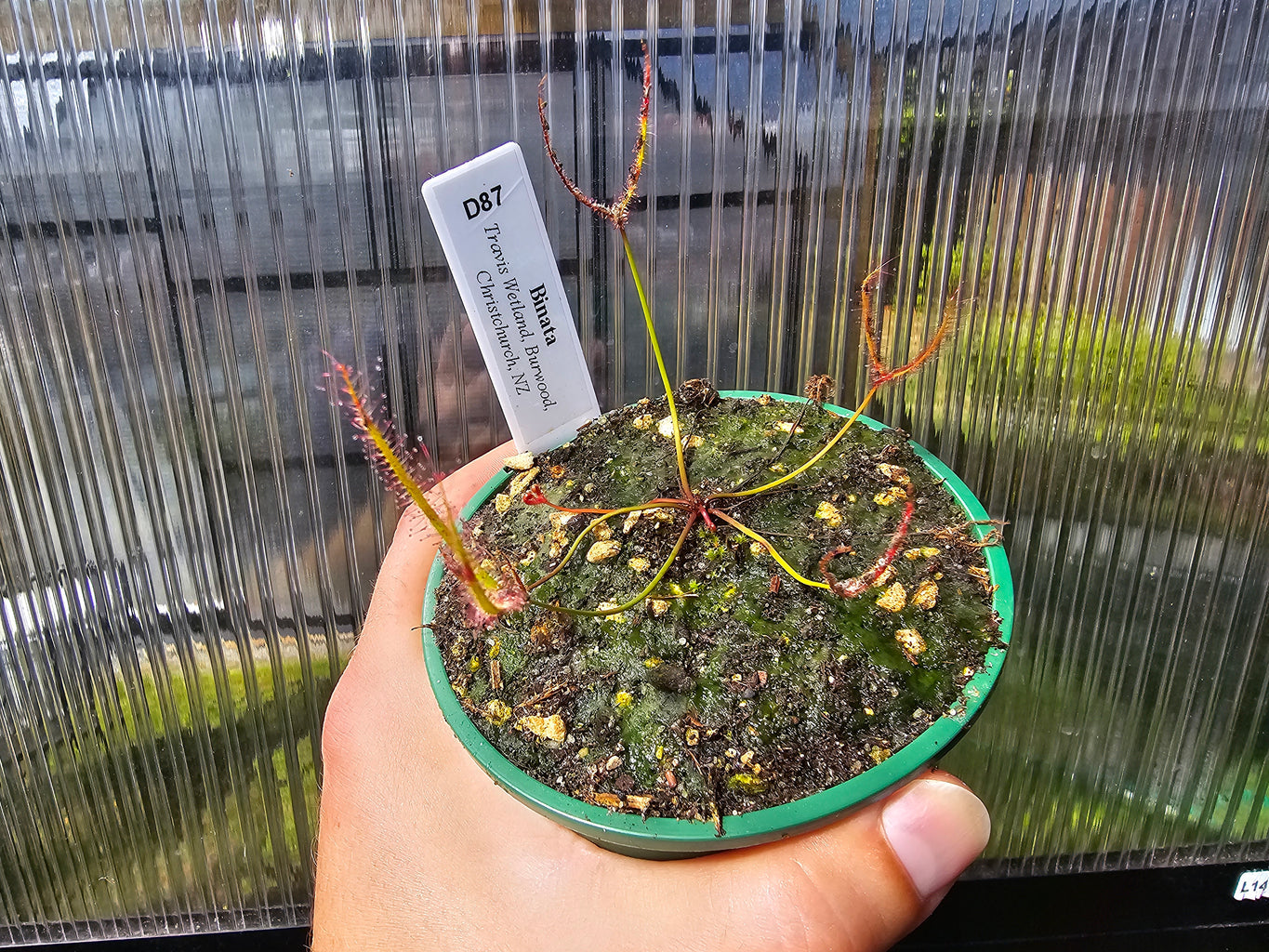 Drosera binata (Travis Wetland, Christchurch) - Forked Sundew