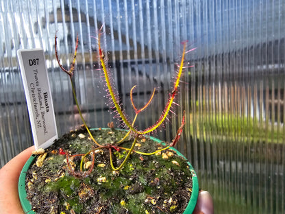 Drosera binata (Travis Wetland, Christchurch) - Forked Sundew