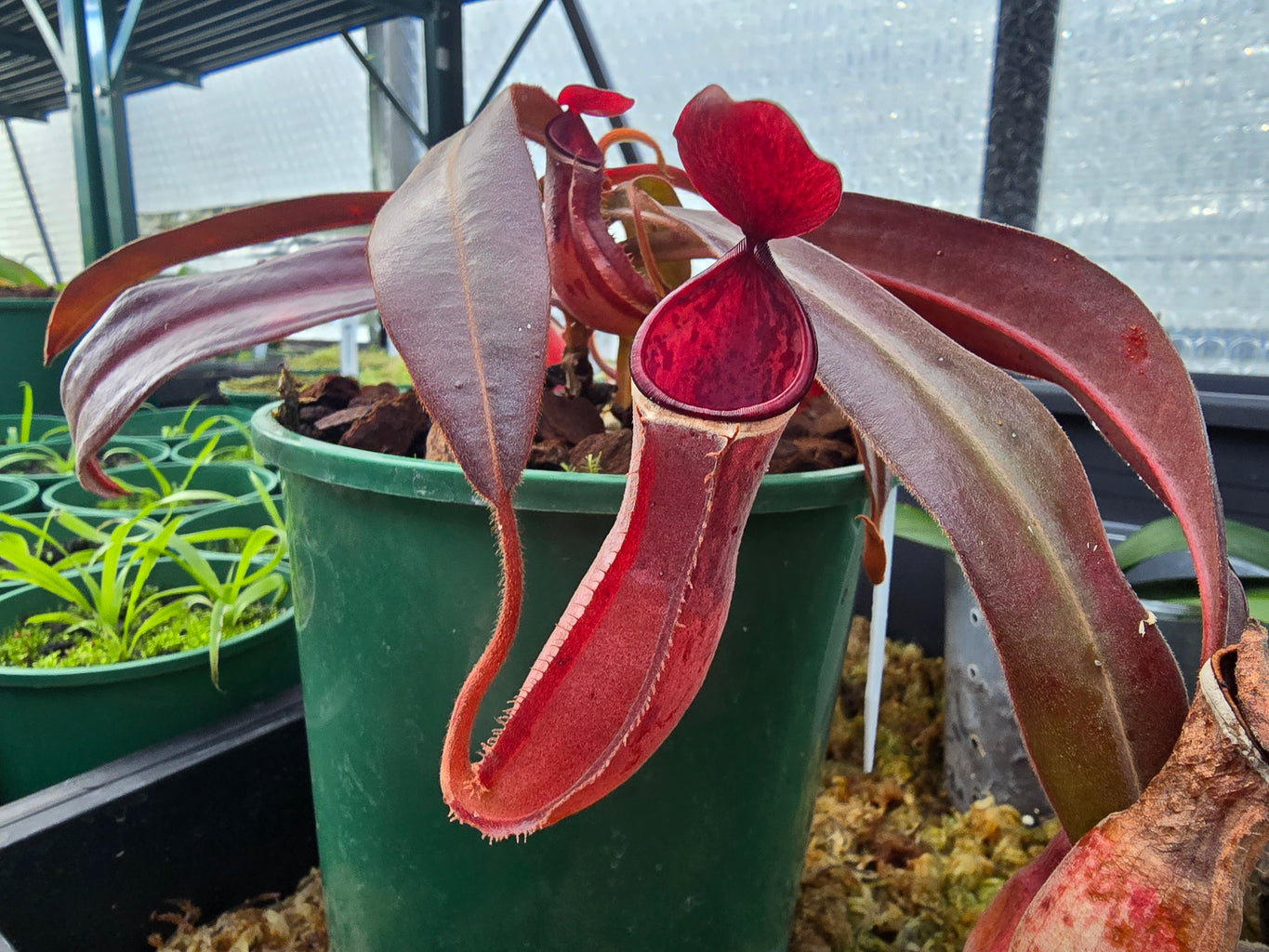 Nepenthes albomarginata 'Red Form'