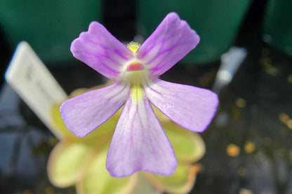 Pinguicula emarginata - Mexican Butterwort