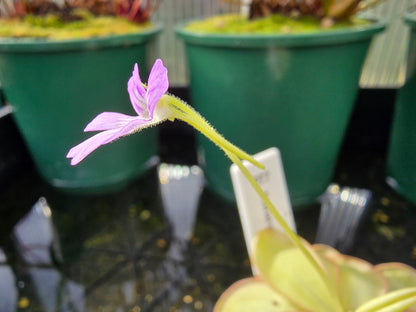 Pinguicula emarginata - Mexican Butterwort
