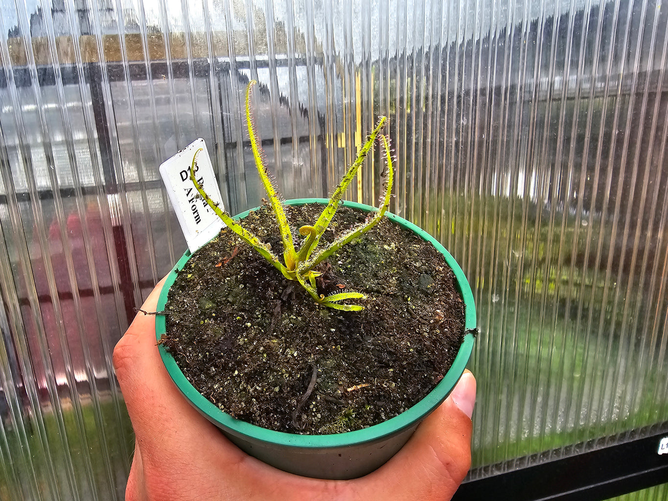 Drosera regia -  King Sundew