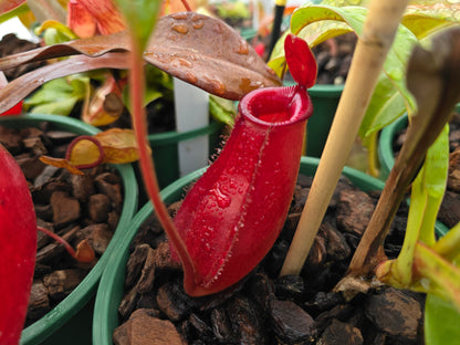 Nepenthes 'Lady Luck' - Intermediate Tropical Pitcher Plant