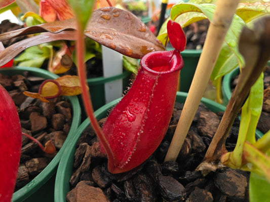 Nepenthes 'Lady Luck' - Intermediate Tropical Pitcher Plant